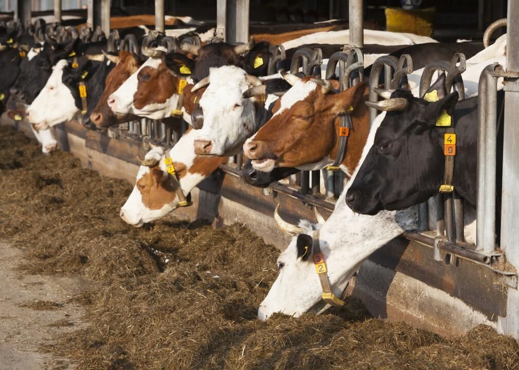 #3. Animal feed
